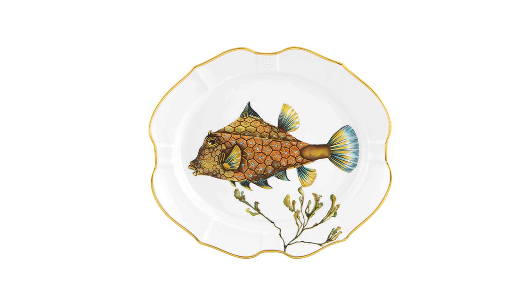 Small Platter Boxfish image number null